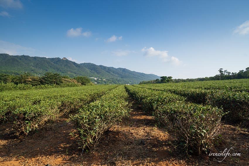 苗栗「銅鑼茶廠」