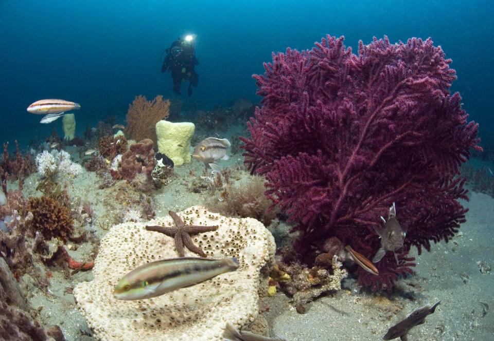 The Gray's Reef National Maritime Sanctuary is one of the largest near-shore, “live-bottom” reefs off the Southeastern U.S. coast.