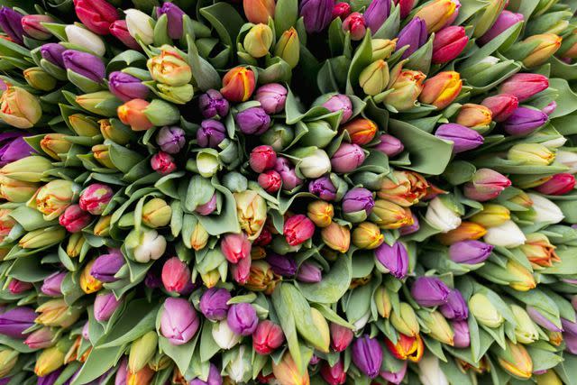 Getty Images/Westend61 Blossoms of tulips