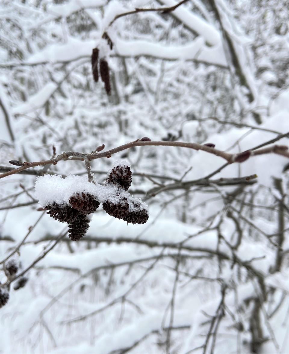 Catkins stay on a speckled alder long after it loses its leaves. In the foreground are female catkins and male catkins are in the background.