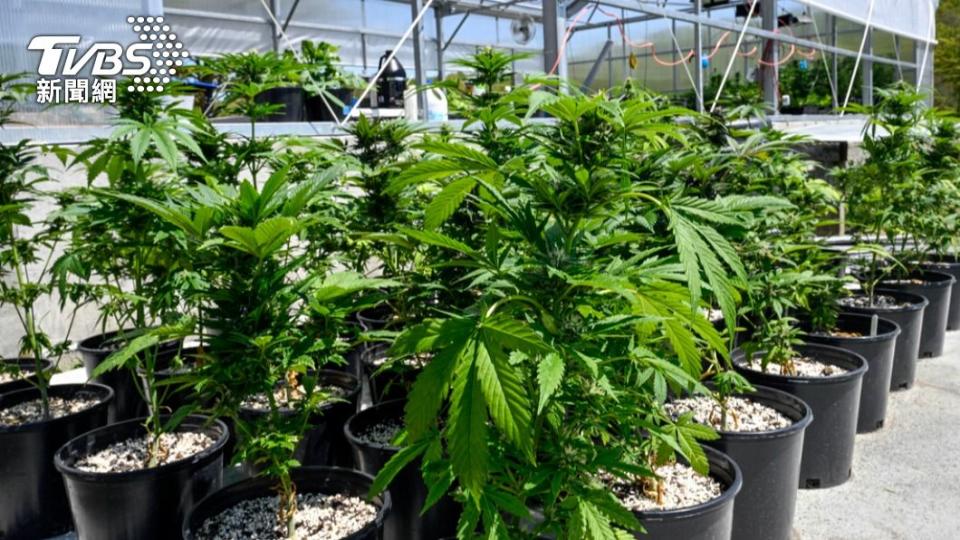 美國緝毒局考慮調降大麻管制等級，未來不再與海洛因歸類一級毒品。（圖／達志影像美聯社）