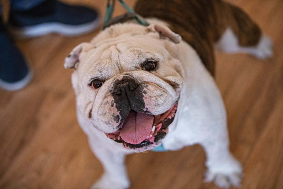 Bruno, 3, was reported stolen out of a yard in Las Cruces when he was a puppy. Earlier this week, he was returned to that home thanks to a microchip identifying his owner. Pictured Thursday, Dec. 2, 2021.