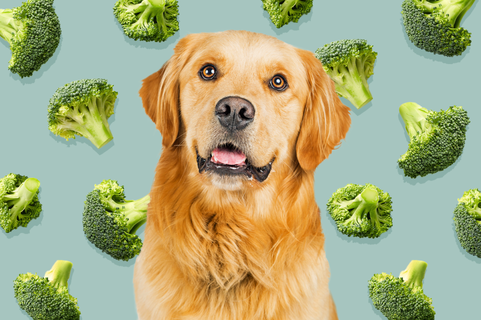 golden retriever in front of a background of a broccoli pattern; can dogs eat broccoli