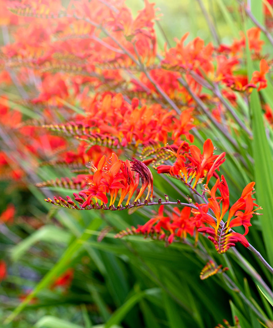 Crocosmia x crocosmiiflora 'Fire King', also known as Montbretia