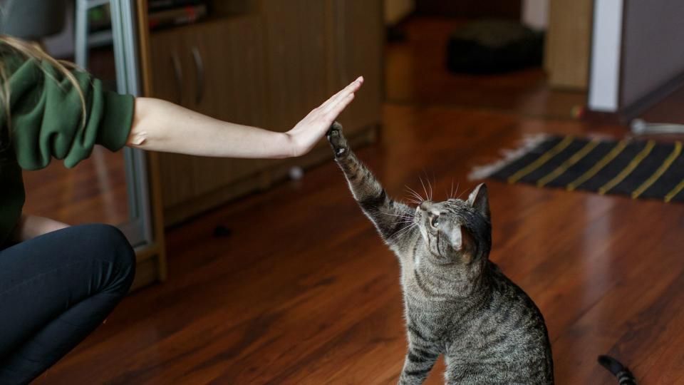 Cat giving its paw to owner