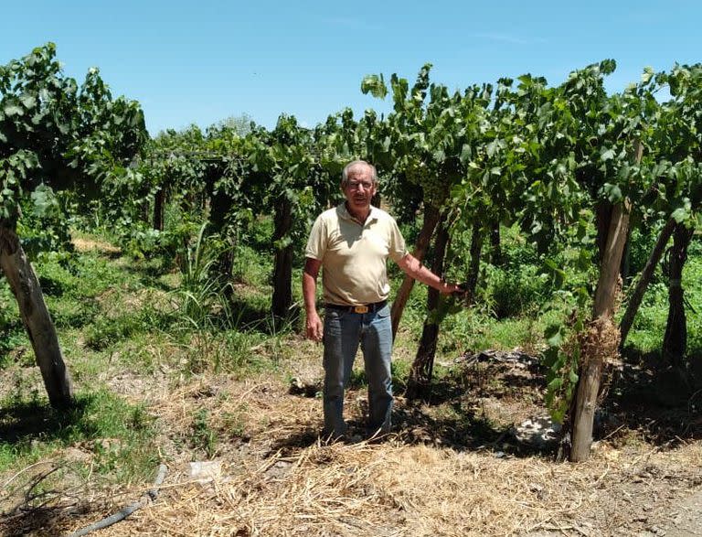 Eduardo Sanchez, productor vitivinícola en uno de sus parrales