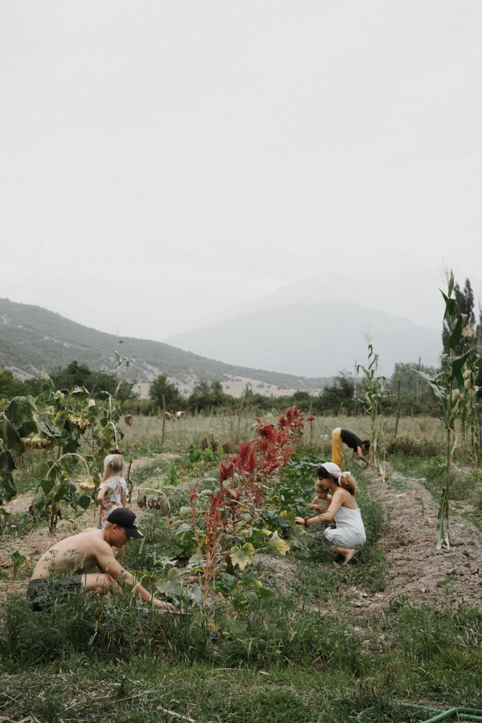 Working the fields at Chateau Chapiteau.