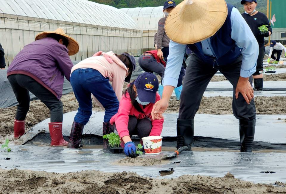 本次食農教育活動共計12位學生參與 種植約100株西瓜苗