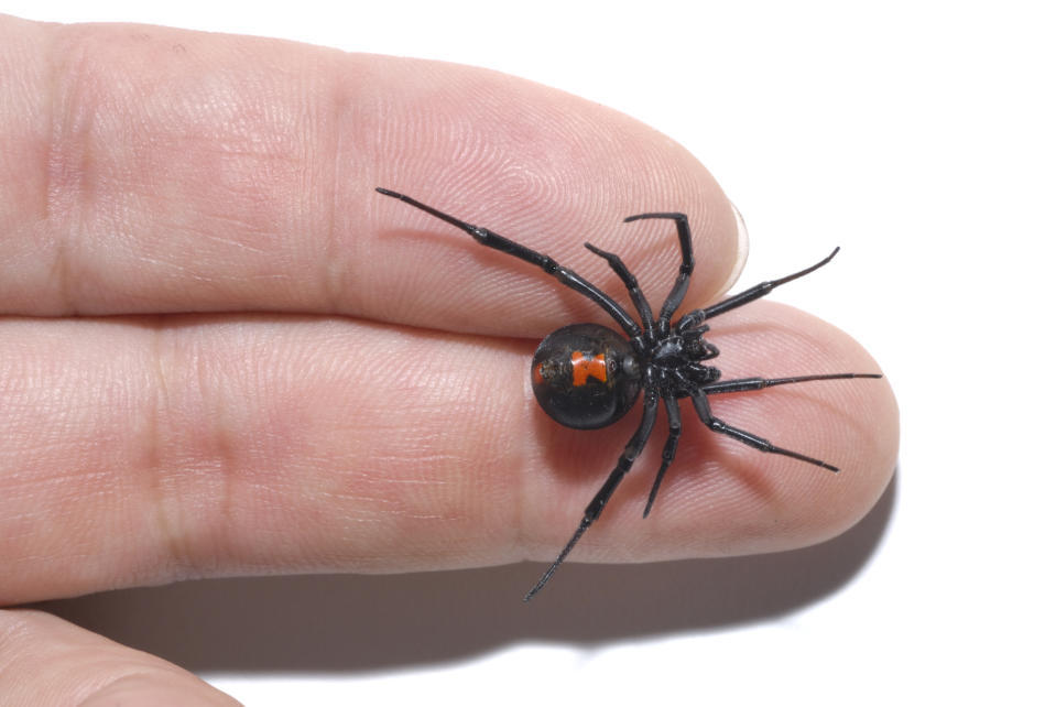 Eine weibliche Schwarze Witwe. Sie hat ihren Namen, weil sie nach der Paarung manchmal das Männchen tötet. (Symbolbild: gettyimages / PetePattavina)