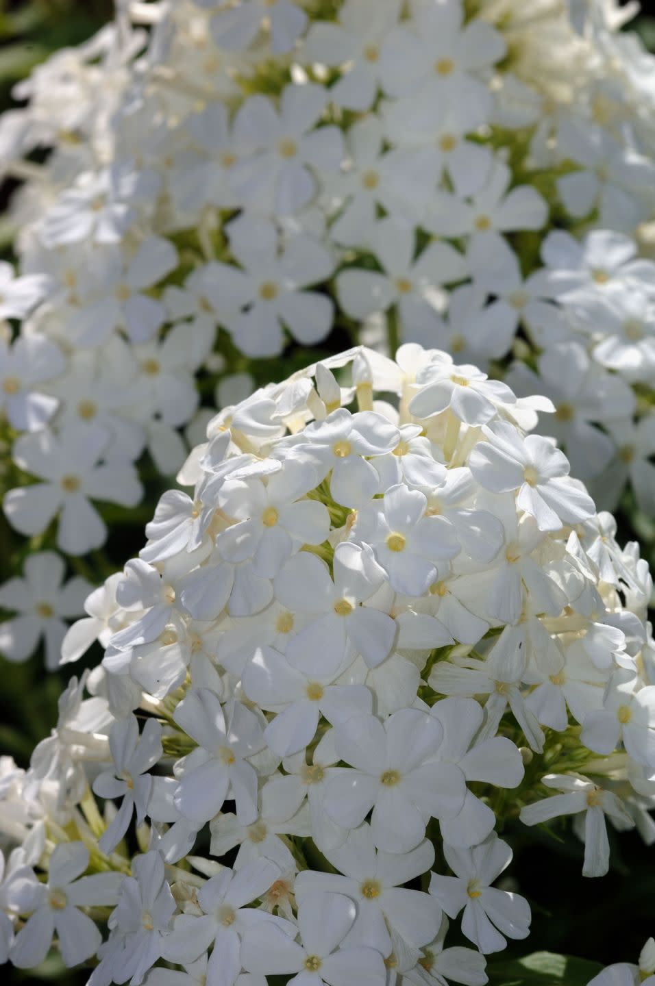 <p>Oakleaf hydrangea is a species that thrives most in the Southeast region of the United States. The dark green leaves begin to come alive in the spring, before its large blooms emerge, and they can grow up to 12 inches wide.</p>