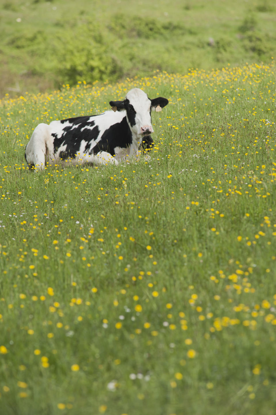 Cow lying in pasture