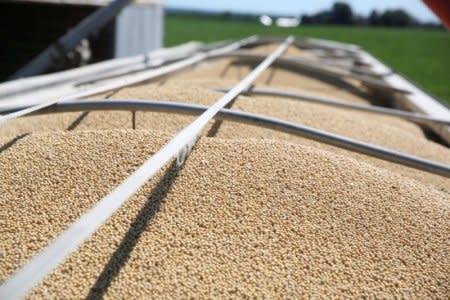 FILE PHOTO: Soybeans fill a trailer at a farm in Buda, Illinois, U.S., July 6, 2018.  REUTERS/Daniel Acker/File Photo