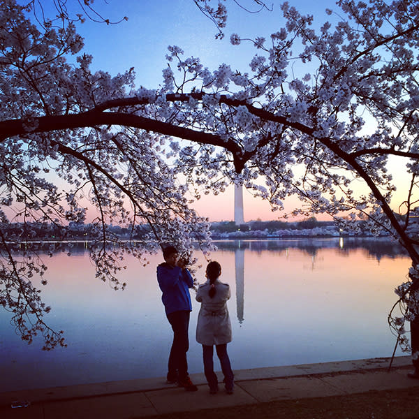 Cherry Blossoms DC