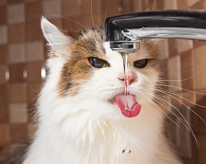 cat drinking from the tap