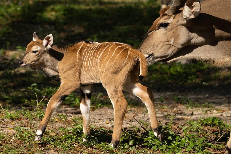 Zoo Miami está celebrando el nacimiento de una hembra y un macho Nyala y de un raro Giant Eland, de la especie de Antílopes.