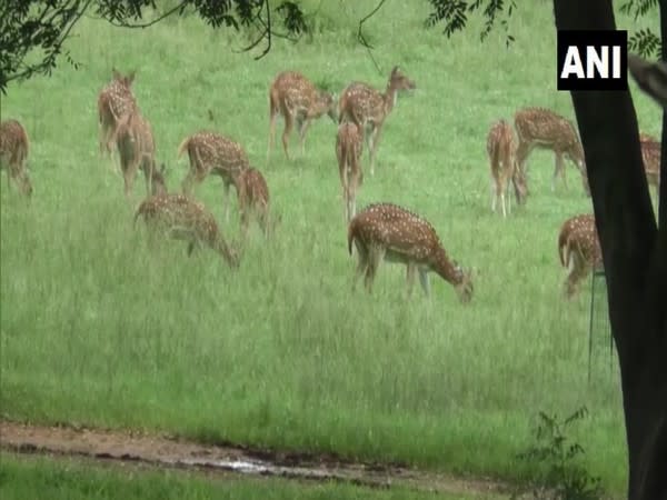 Deer in Palamu Tiger Reserve. (Photo/ANI)