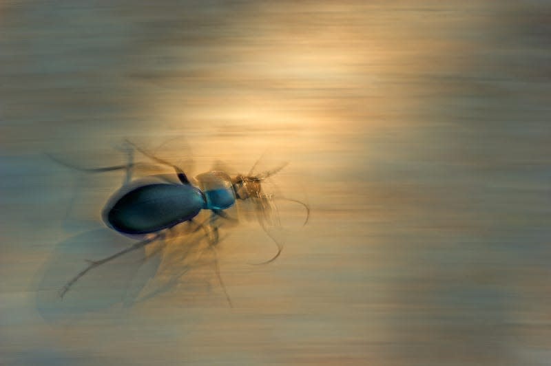 A ground beetle running on the ground.