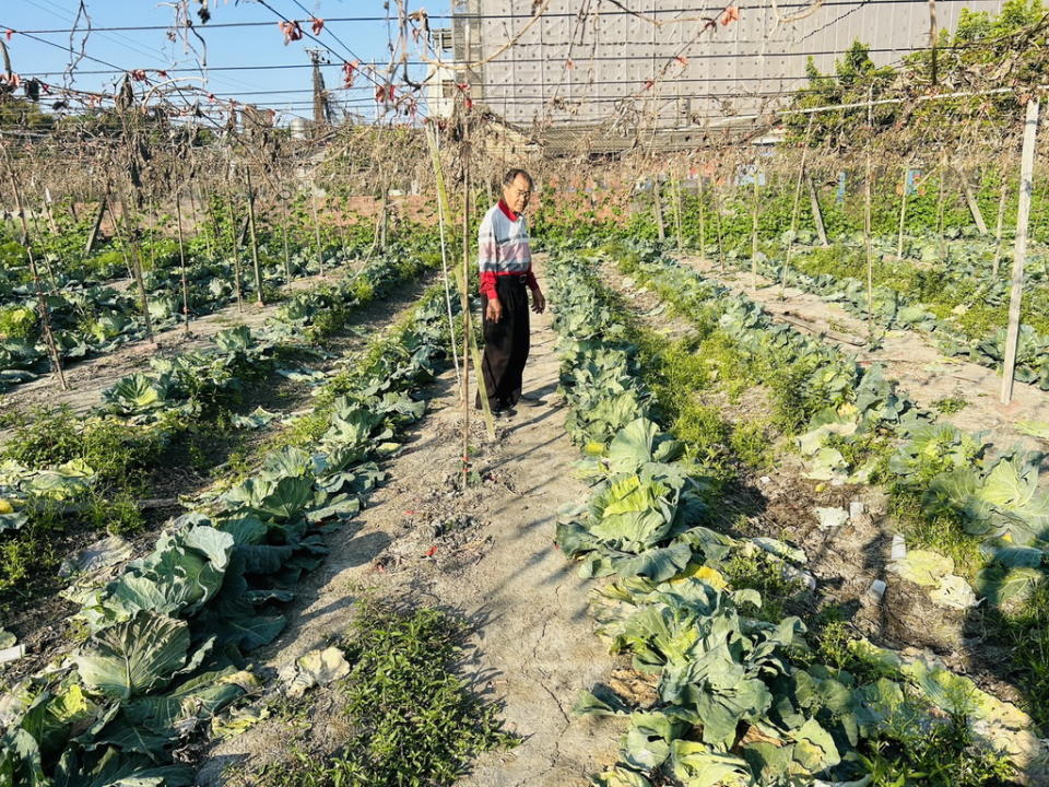 ▲完全以天然資材方式種植管理，賴維鎮場長的理念「蔬果就是要吃得健康無負擔」。（圖／記周厚賢攝）