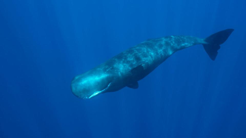 <span class="caption">Sperm whales in Dominica, an island nation in the Caribbean.</span> <span class="attribution"><span class="source">Shutterstock</span></span>
