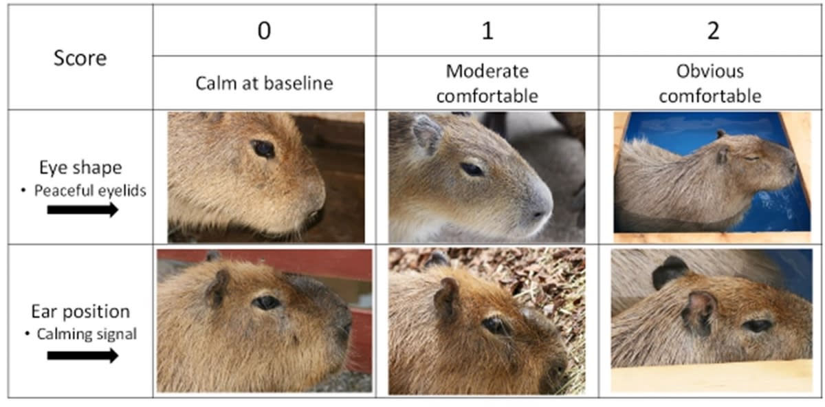 Scientific Study Proves Capybaras Enjoy Taking Hot Baths_1