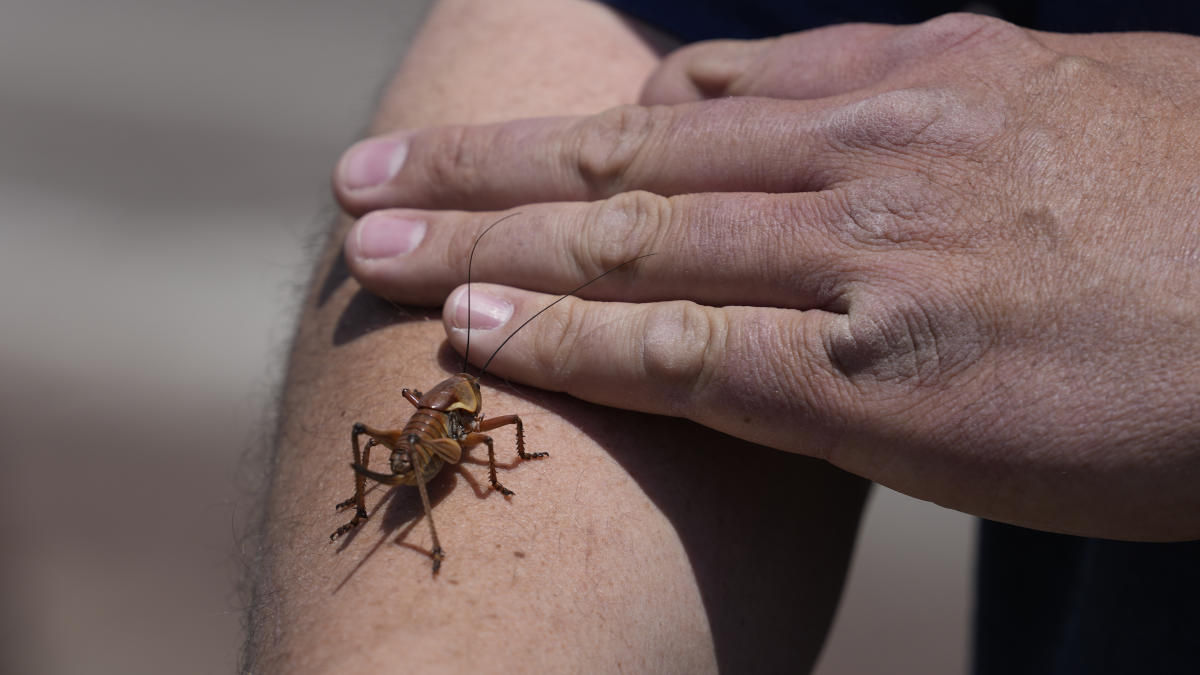 #Blood-red crickets invade Nevada town, residents fight back with brooms, leaf blowers, snow plows