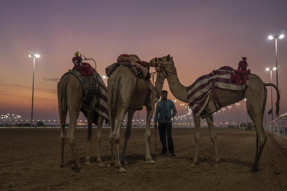 Los entrenadores preparan unos camellos previo al inicio de una carrera en Al Shahaniah, Qatar, el martes 18 de octubre de 2022. (AP Foto/Nariman El-Mofty)
