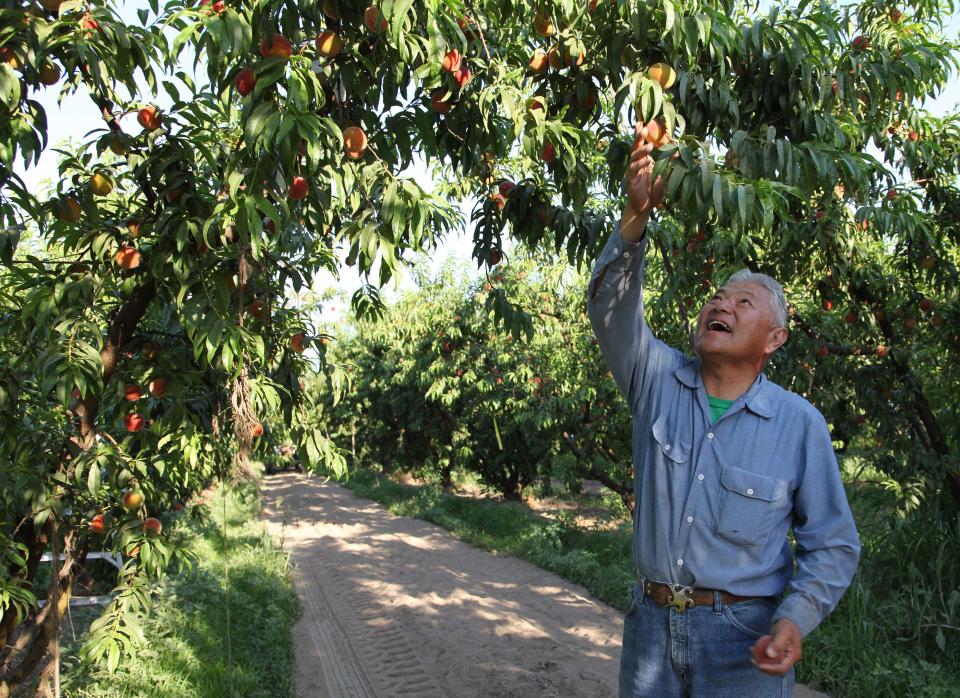 In this photo taken Friday, June 7, 2013, farmer David Mas Masumoto inspects the peaches on a tree in his orchard in Del Rey, Calif. Masumoto and his family use creative projects such as a recently published cookbook and an adopt-a-tree program to involve consumers hungry for contact with their farmers. (AP Photo/Gosia Wozniacka)