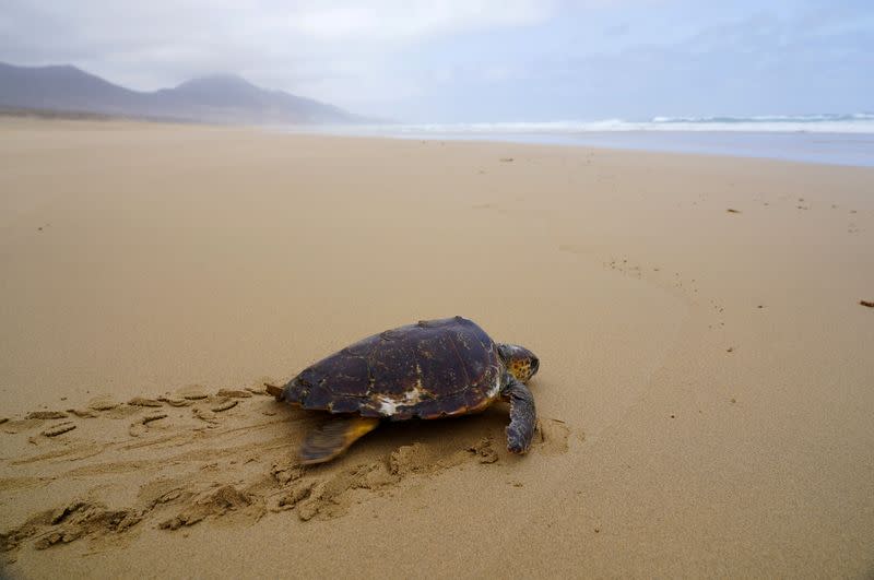 A Caretta caretta turtle, which was rescued from a fishing line in April and then recovered in a conservation centre