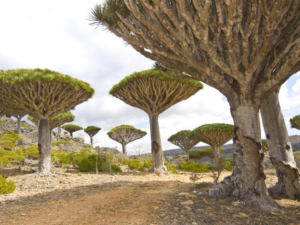 Socotra, la isla remota de árboles y playas de ensueño