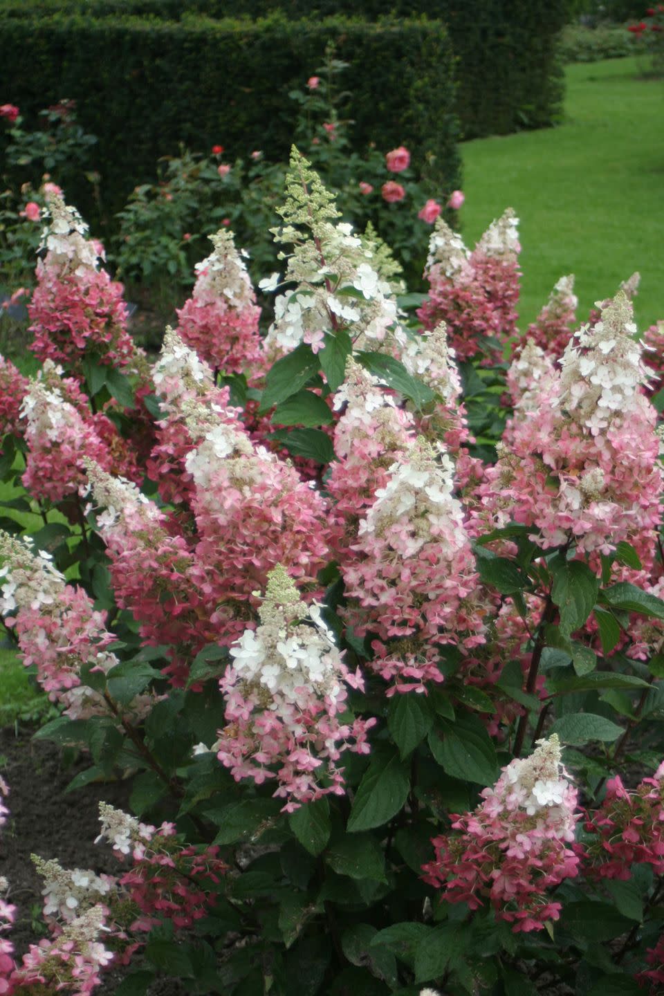 Flower, Flowering plant, Plant, Lilac, Shrub, Hydrangea, Tree, Hydrangeaceae, Annual plant, Cornales, 