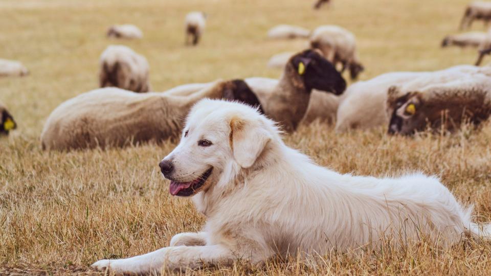 Maremma sheepdog sitting with sheep