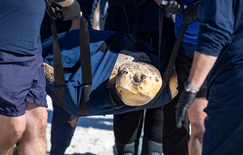 Gulf World Marine Institute released a more than 200 pound loggerhead sea turtle back into the Gulf of Mexico on Tuesday. The turtle, nicknamed Leo, was found in October "floating and lethargic" near beach access 24 in Panama City Beach.