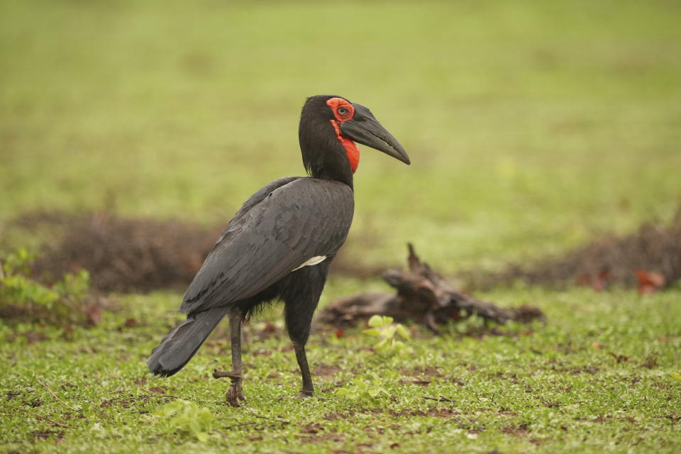 A South African Hornbill bird is seen in Gonarezhou National Park, Monday Oct. 30, 2023. In Zimbabwe, recent rains are bringing relief to Gonarezhou, the country's second biggest national park. But elsewhere in the wildlife –rich country, authorities say climate change-induced drought and erratic weather events are leading to the loss of plants and animals. (AP Photo/Tsvangirayi Mukwazhi)