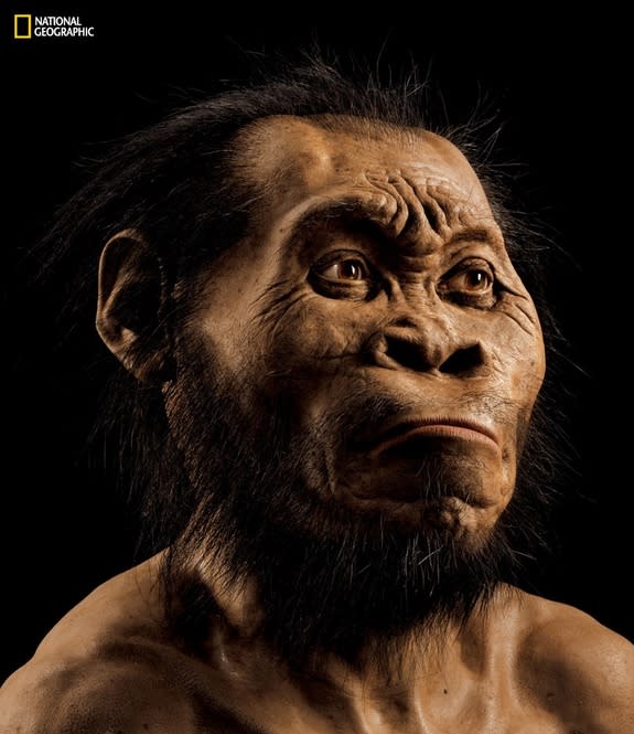 <em>Homo naledi</em>, shown here in a recreation by paleoartist John Gurch, likely spent time both on the ground and in the trees.