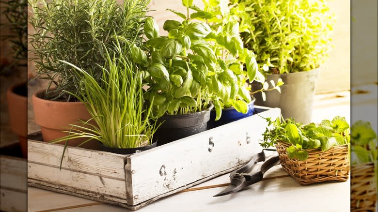 Fresh herbs in planters