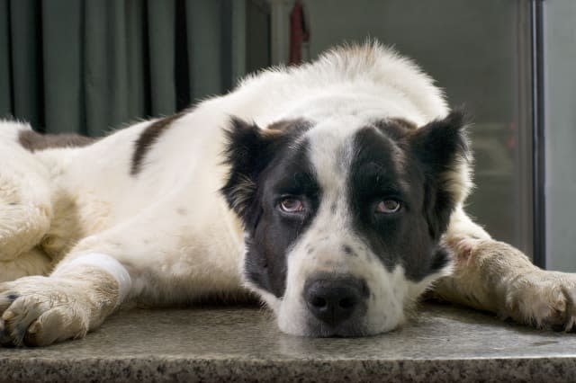 sick dog in a veterinary clinic