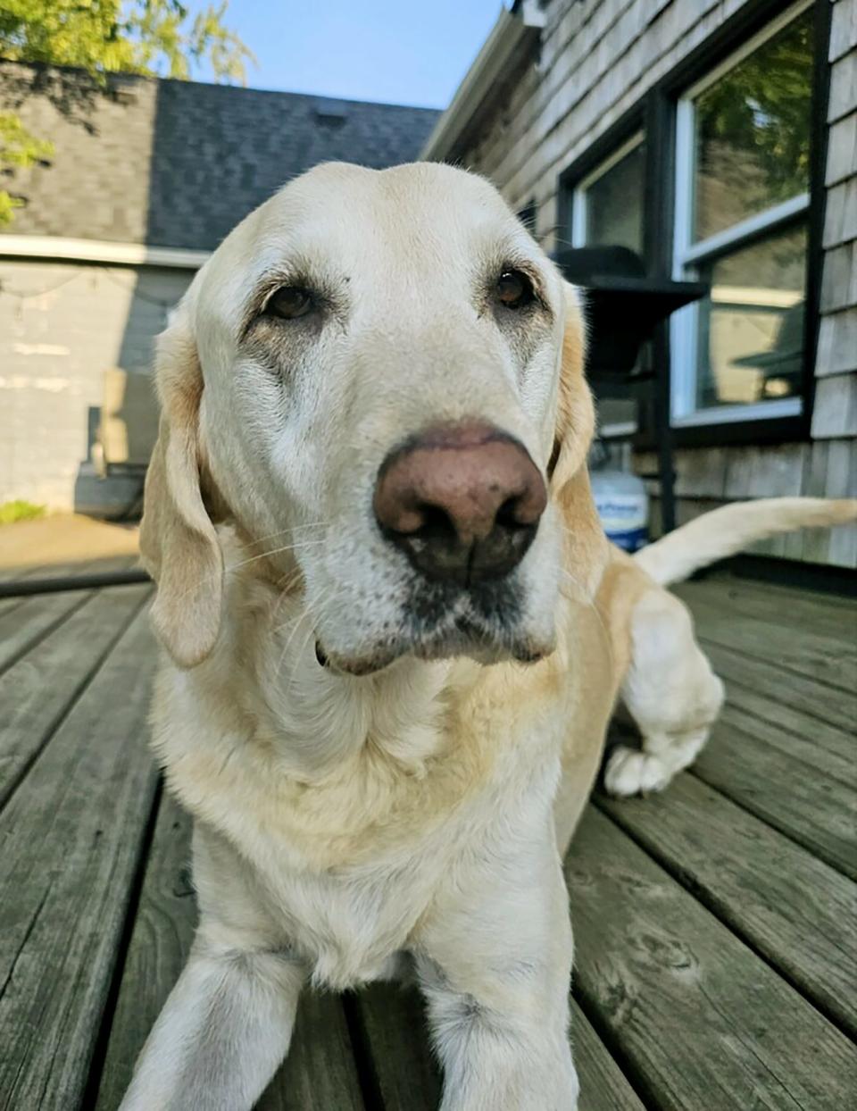 Tucker, a 7-year old American Yellow Lab, who was diagnosed with a possible case of the mysterious illness being found in dogs this year. Tucker started showing signs of the illness in September and they lasted for over a month. The infection, that is being referred to as the Òmysterious illnessÓ was confirmed that this was more than likely what Tucker was experiencing.