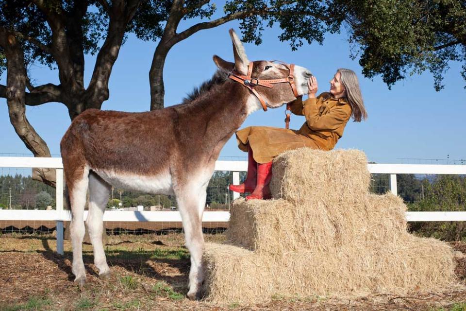 Oklahoma Sam, recognised as the Tallest Donkey - he's 61 inches (155.45 cm) from hoof to withers (Picture: James Ellerker/Guinness World Records)