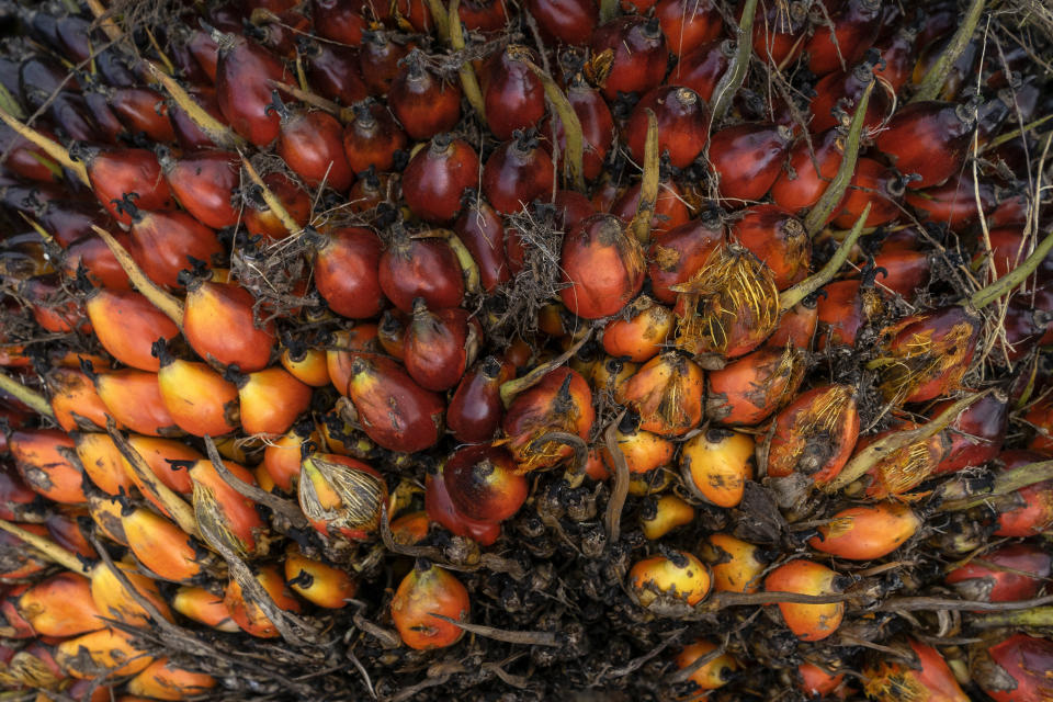 The fruit of the oil palm tree produces an oil that is incredibly versatile and cheap. (Photo: Zikri Maulana/SOPA Images/LightRocket via Getty Images)