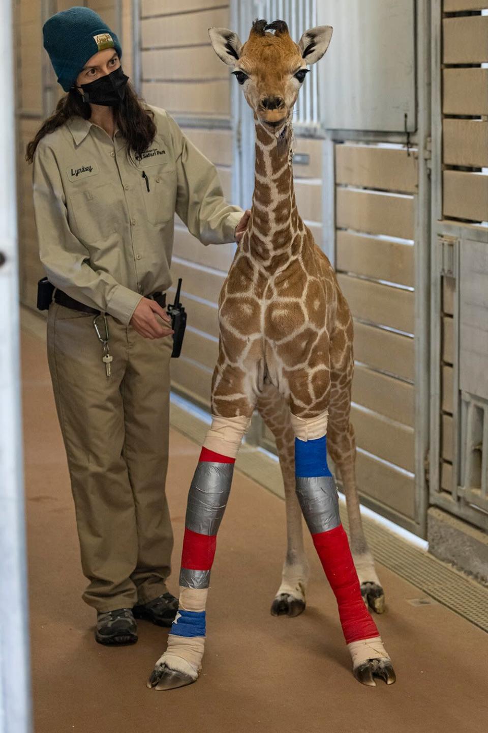 Giraffe leg braces
