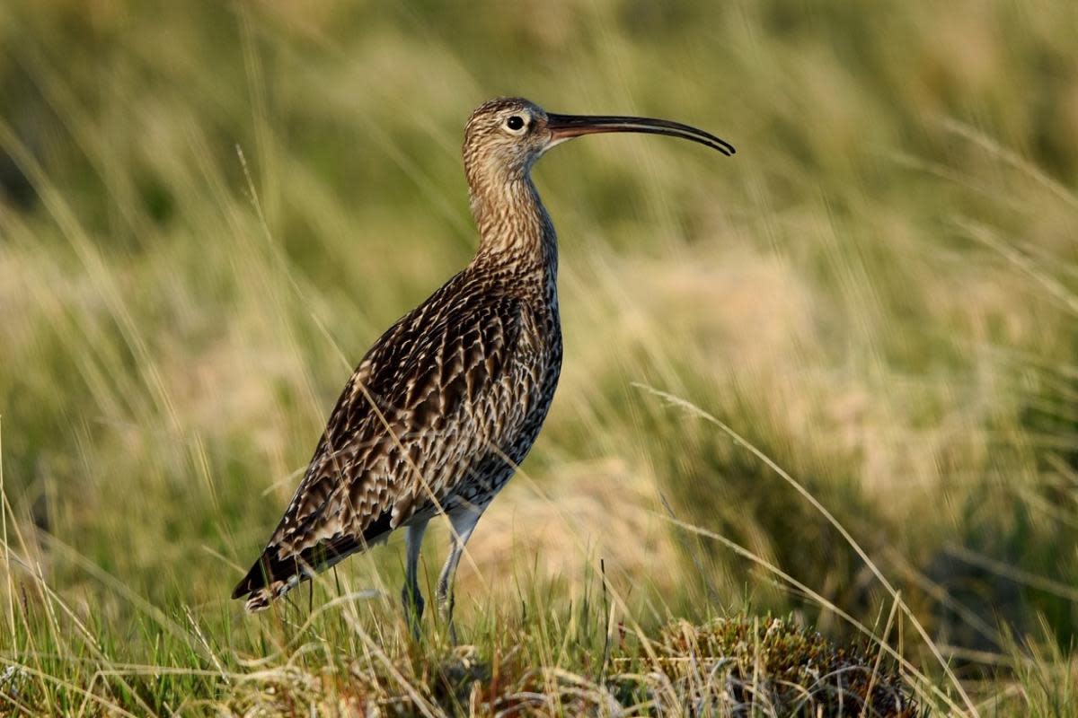 The National Trust is urging dog owners to keep their pets on leads to protect nesting birds like the curlew. <i>(Image: Pixabay)</i>