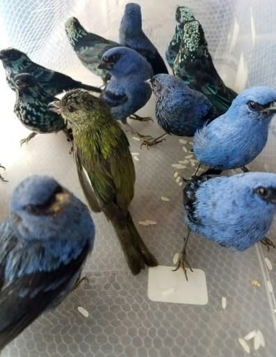 Some of the birds rescued from the luggage of a Belgium citizen bound for Madrid, Spain, at Lima's international airport