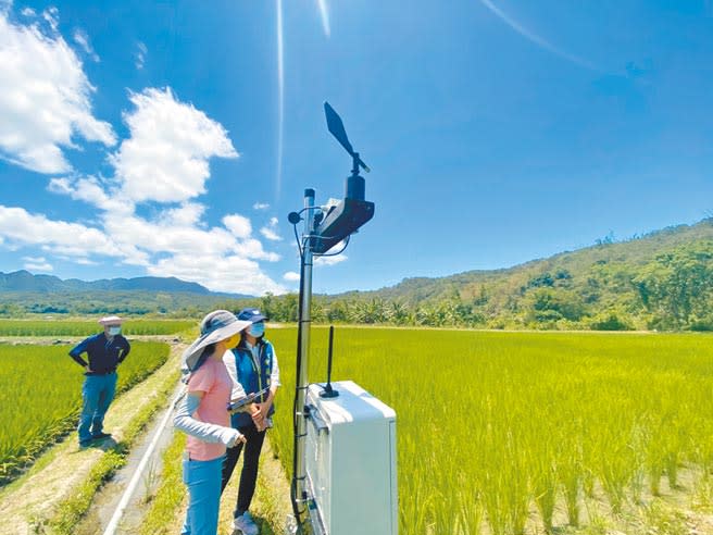 花蓮縣富里鄉試運轉「水稻智慧間歇灌溉技術」，農友透過手機APP可隨時監看水位。（羅亦晽攝）