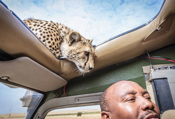 Cheetah pokes head through car sunroof in Tanzania