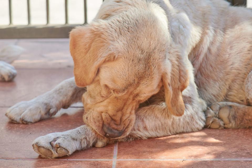 big yellow dog laying on brown tile floor cleaning his paw