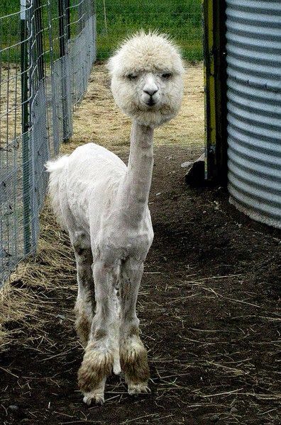 <p>Alles neu macht der Mai: Im Wonnemonat muss bei Alpakas die Wolle runter. Kann hinterher merkwürdig aussehen, wenn es der „Friseur“ sehr eilig hat. In diesem Fall ganz klar: Bad Hair Day! (Bild: Pinterest) </p>