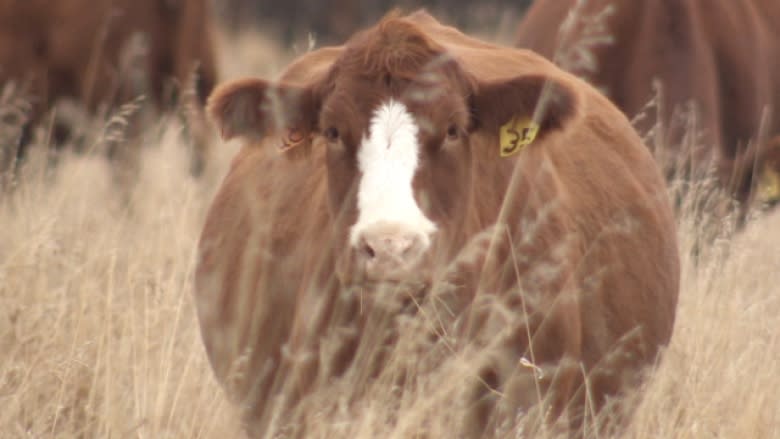 Farmers ask province for help after wolf pack moves in on pasture