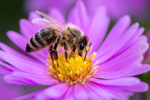 Bees can be legally considered “fish” for the purposes of a key state conservation law and afforded the same protections in California, a court ruled. (Photo: Niklas_Weidner / 500px via Getty Images)