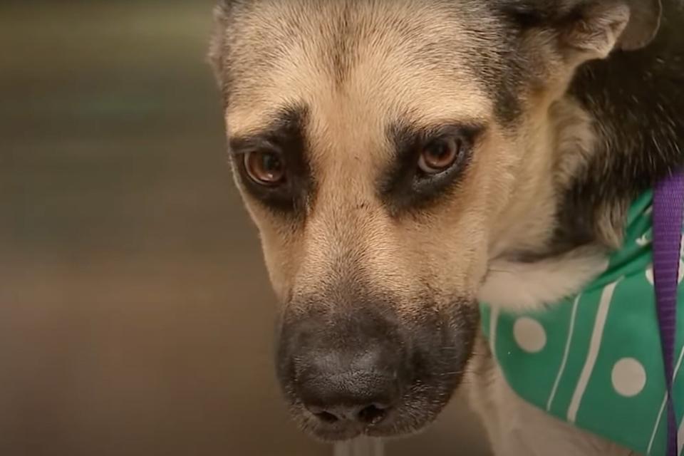 Dog Recovering After Being Shot 50 Times With Pellet Gun