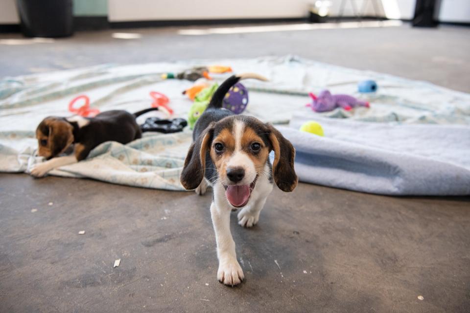 Dogs from 4K Beagles at Care and Rehab Center